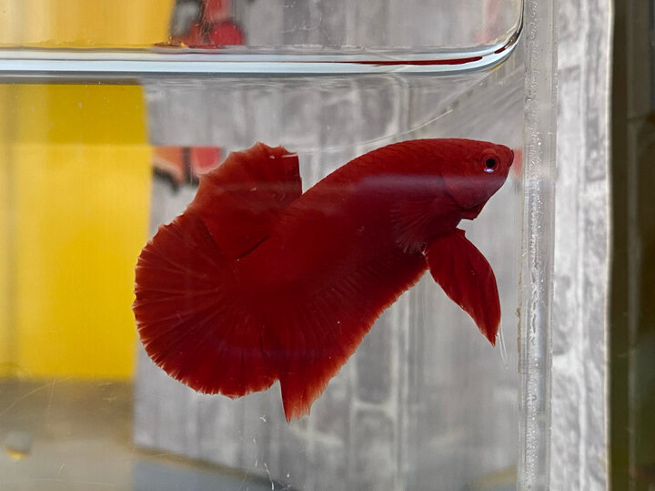 [SERI CÁ TẾT] Super Red