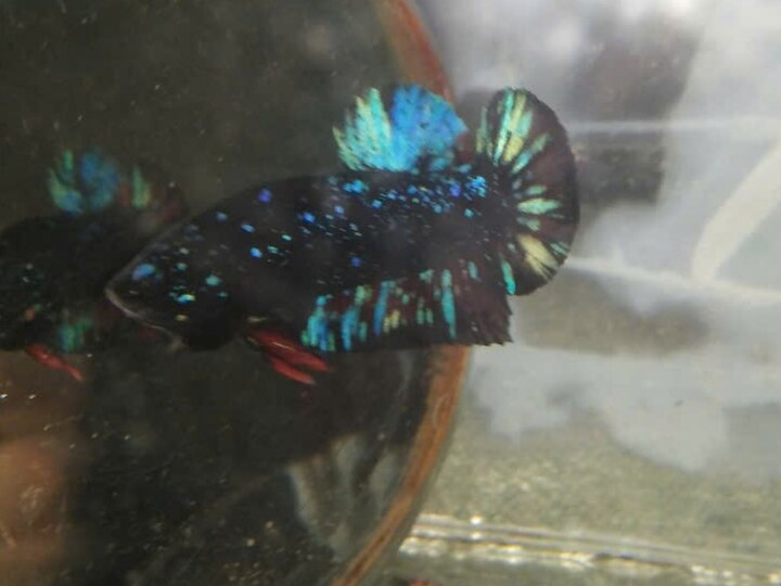 Betta black blue kim tuyến