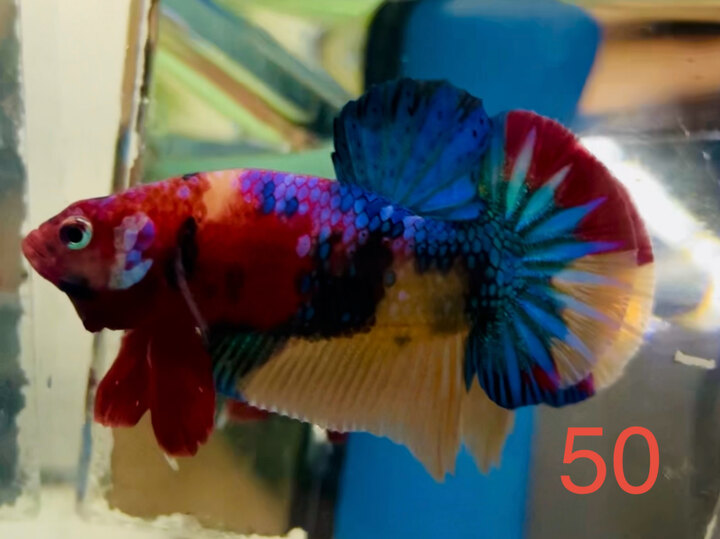 TRỐNG MULTI TƠ MÀU ĐẸP