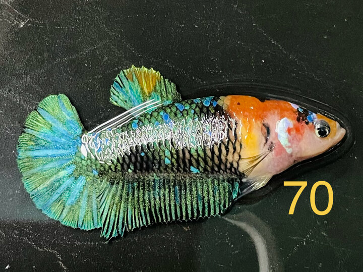 MÁI BẦU BLACK NEMO MULTI GLX