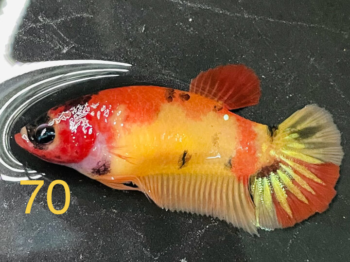 MÁI BẦU TONE VÀNG ĐỎ