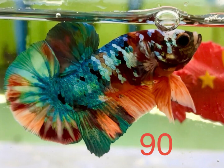 CANDY GIỐNG FORM TỐT TONE XANH LÁ