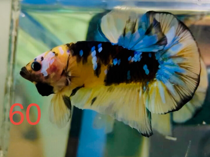 BLACK YELLOW GLX TƠ MÀU ĐẬM