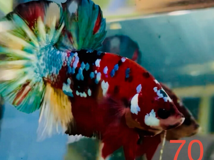 MULTI NỀN ĐỎ SIÊU ĐẬM KÈ SUNG