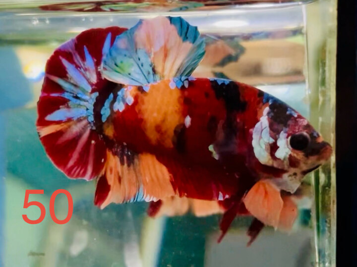 TRỐNG GALAXY MÀU ĐẬM SUNG KÈ TỐT