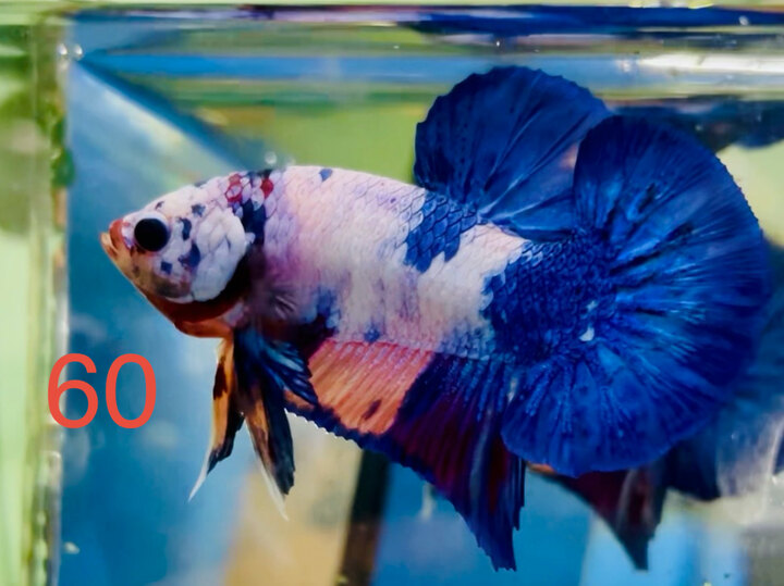 CANDY TƠ MÀU SÁNG FORM ĐẸP