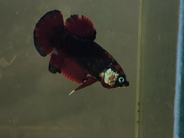 A em sưu tầm ới em ạ