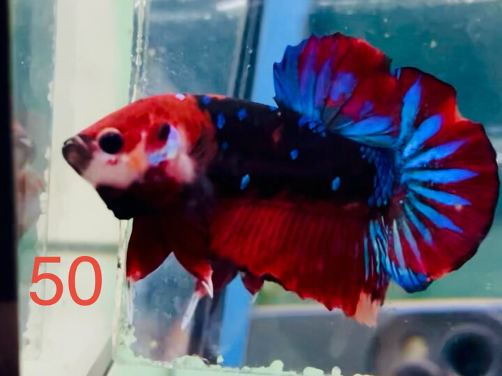 TRỐNG BLACK NEMO GLX MÀU ĐẬM