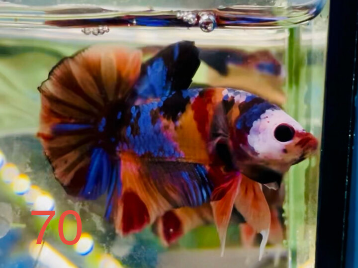 GLX GIÁP MẶT BUNG ĐẸP