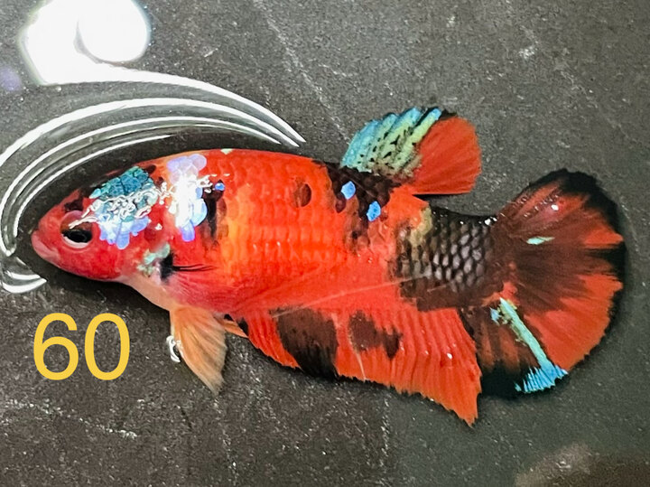 MÁI GLX NỀN ĐỎ FORM ĐẸP MÀU TƯƠI