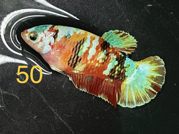 MÁI CĂNG TRỨNG GLX