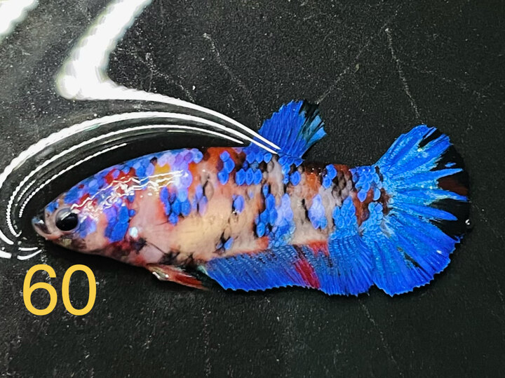 MÁI MULTI VẢY GLX XANH