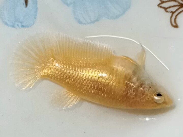 Mái Super Gold siêu màu siêu trứng