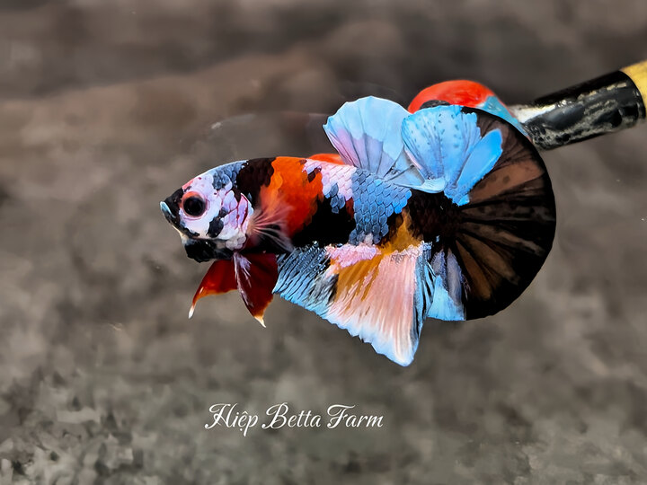 Nemo Mullticolor