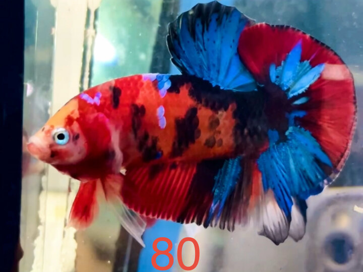 NEMO GALAXY NỀN ĐỎ RỰC RỠ