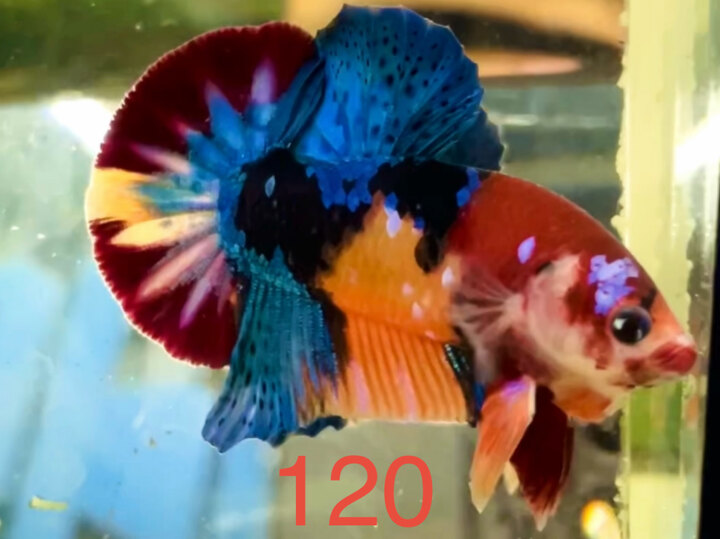 MULTI PHÂN MẢNG XỊN