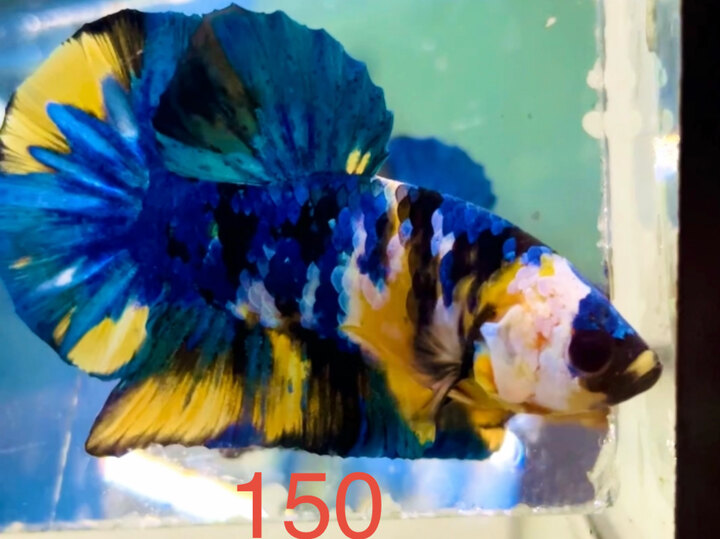 YELLOW GLX VIP SIÊU VÀNG