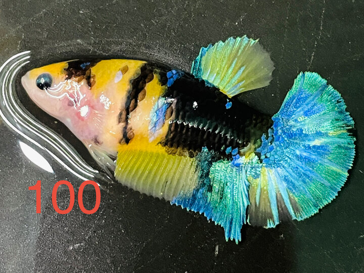 MÁI VIP BLACK YELLOW GLX FORM XỊN