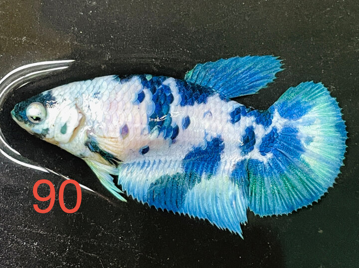 MÁI MARBLE DOT HALFMOON FORM ĐẸP