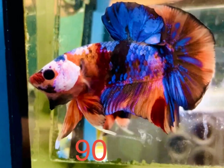 GLX GIÁP MẶT FORM BUNG XOÈ TỐT