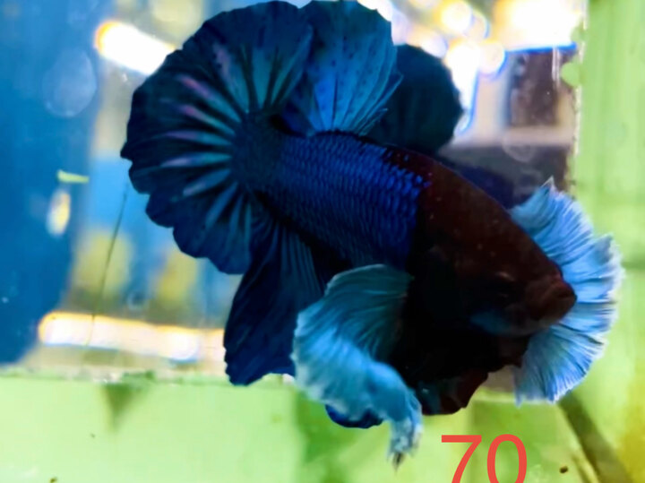 DUMBO BLUE PK HÀNG ĐẸP