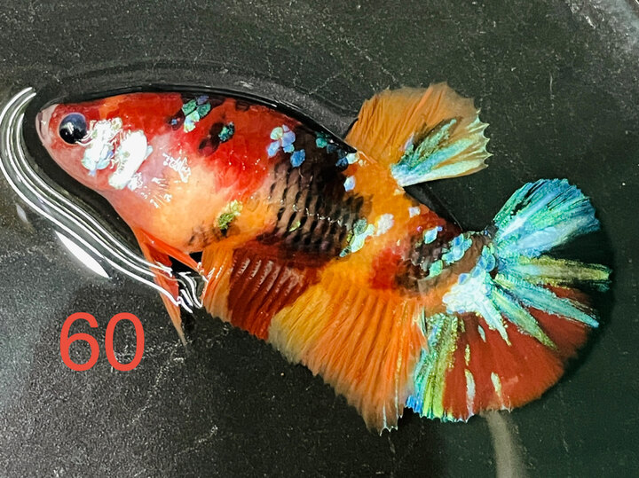 MÁI GLX BIG SIZE MÀU ĐẬM