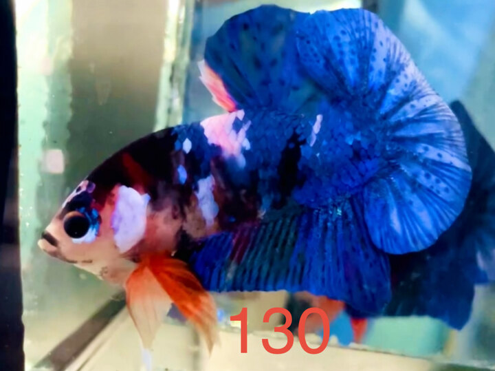 MULTI TONE XANH FORM ĐẸP VIP