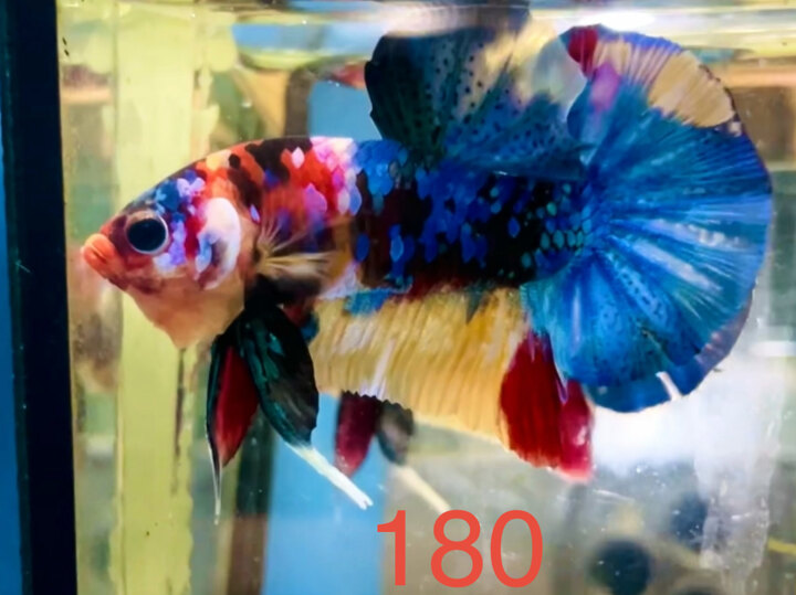 MULTI GIỐNG HÀNG VIP