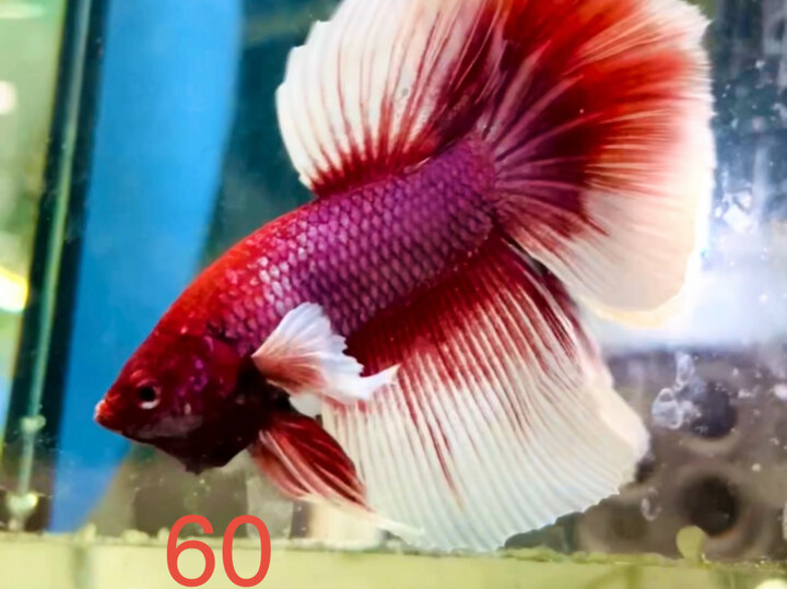 DUMBO TÍM LAVENDER HALFMOON