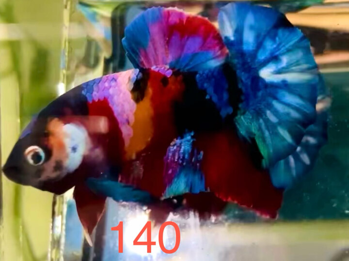 MULTI BLACK BASE VIP