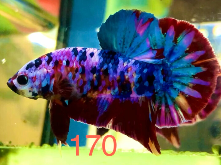 MULTI VIP LÀM GIỐNG SUPER FORM