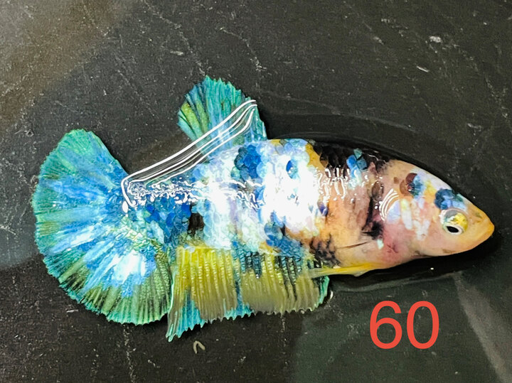 MÁI YELLOW GLX VẢY TRẮNG