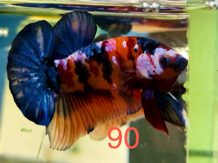 TRỐNG GALAXY VẢY XANH ĐẬM FORM LỰC