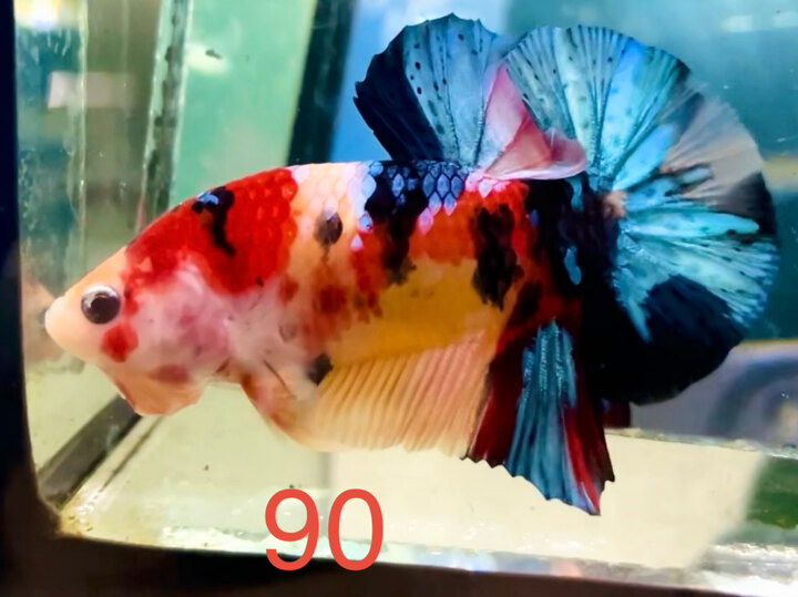 NEMO MULTI PHÂN MẢNG MÀU TƯƠI