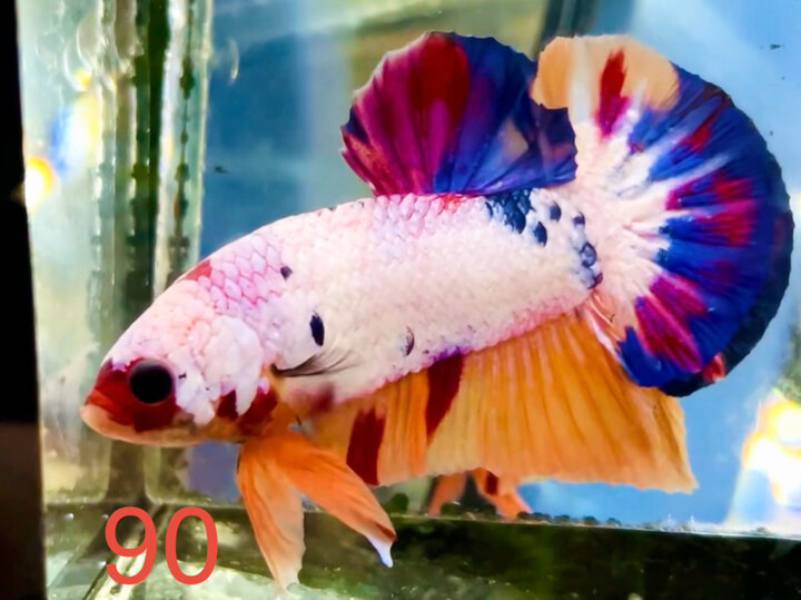 CANDY VẢY TRẮNG FORM TRÒN LỰC