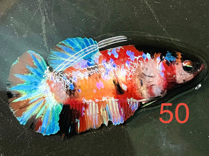 MÁI BẦU GALAXY MÀU TƯƠI