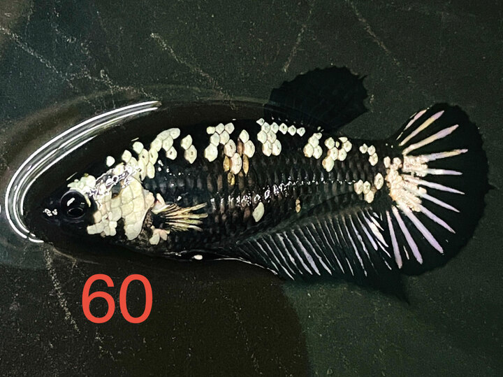 MÁI SAMURAI BLACK MAMBA CĂNG TRỨNG