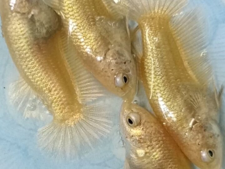 Super Gold ( Hoàng Kim Sa )