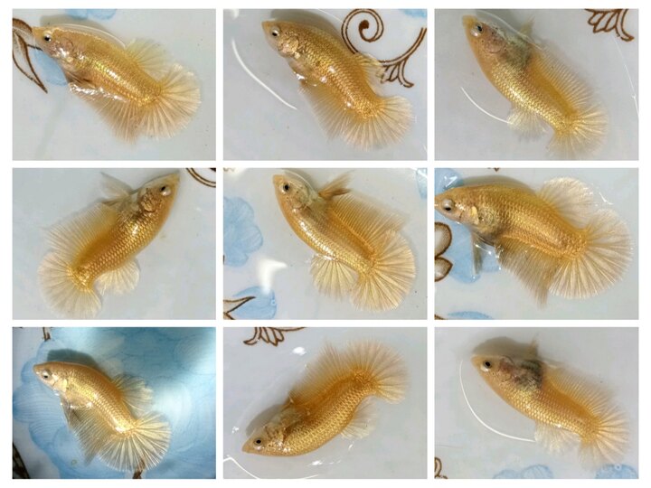 Super Gold - thỏi vàng trong bể cá