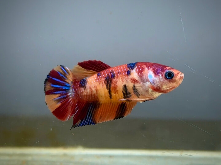 Nemo metallic female