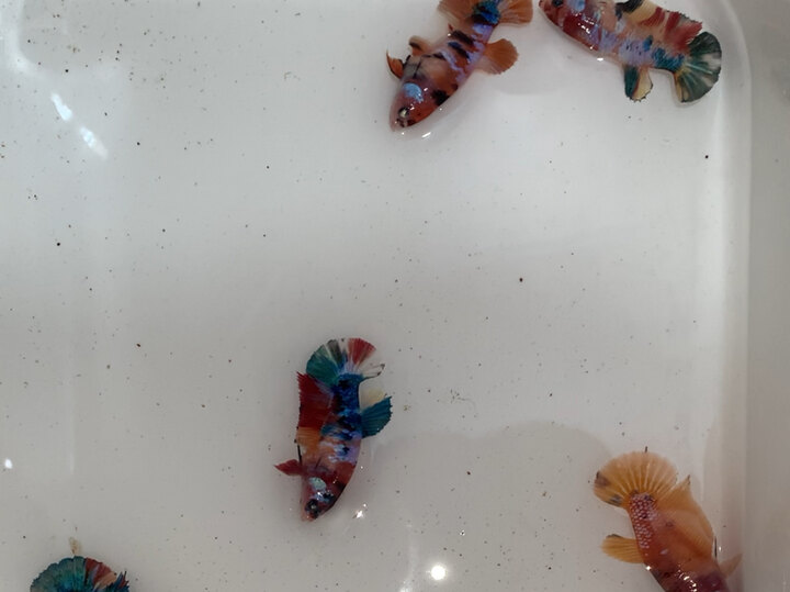 combo 5 mái tặng 1 trống 2.5.0