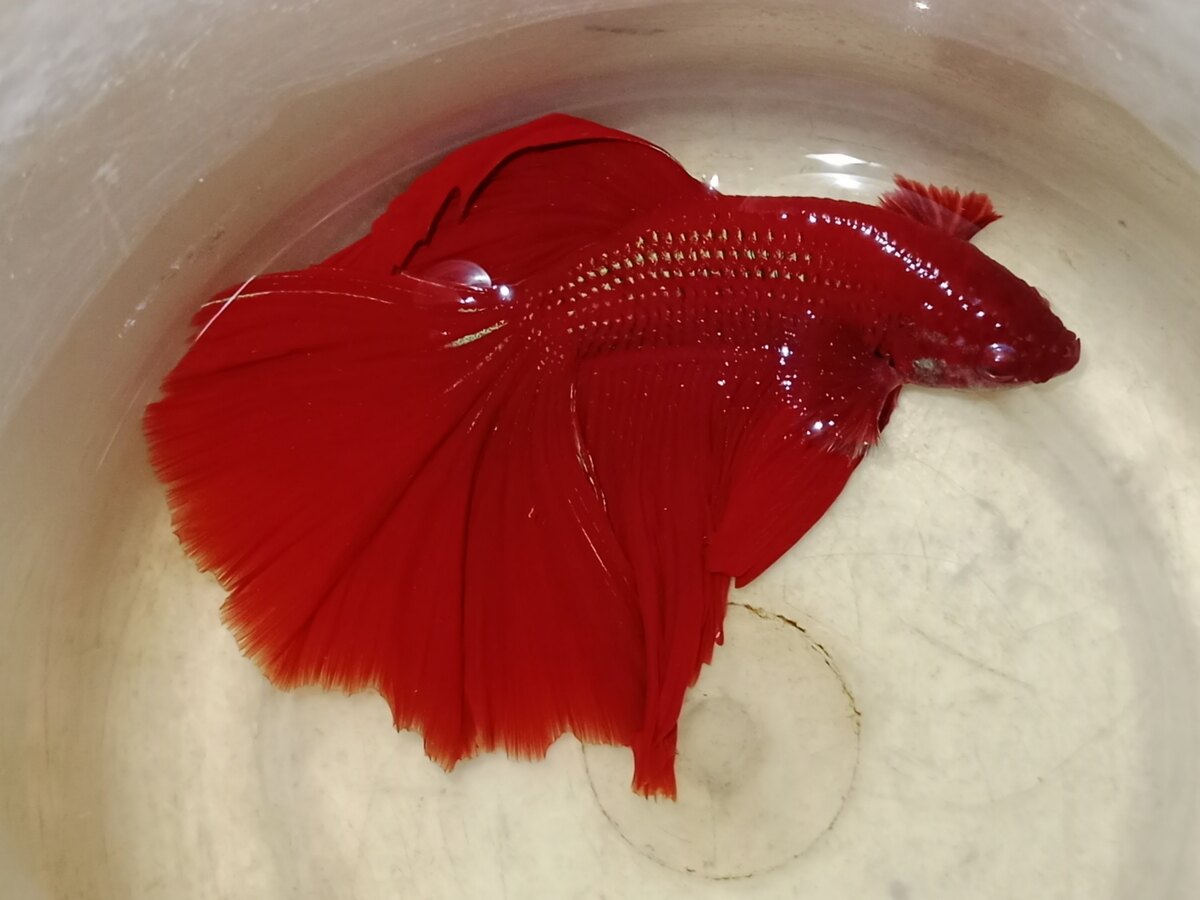 Colourful betta fish full moon male available