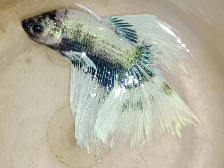 White and black beta fish male available