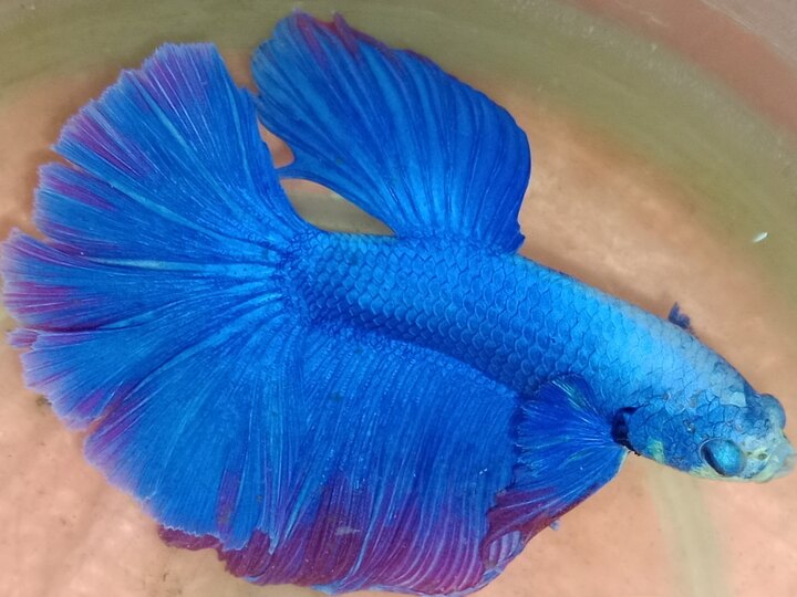 Full moon Betta fish blue colour available