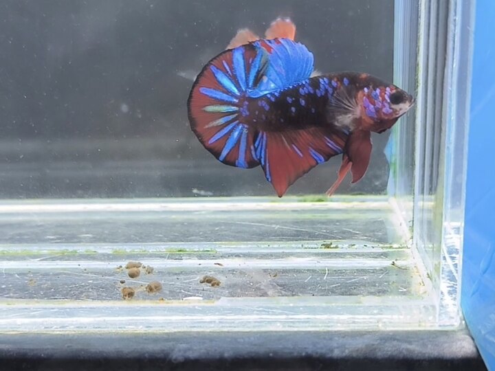 Black trong bầy Nemo