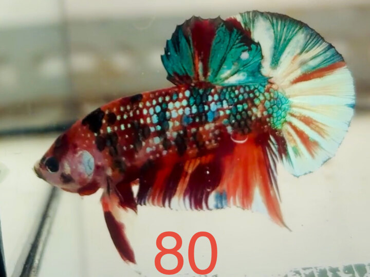 METALLIC VẢY SÁNG FULL MÀU