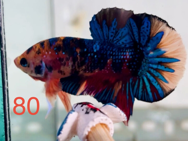 METALLIC MULTI TONE ĐẬM