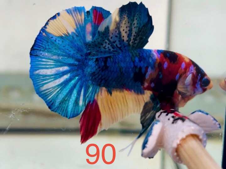 NEMO MULTI MÀU TƯƠI SÁNG