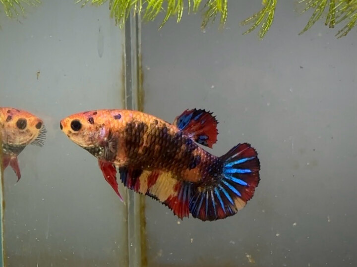 Nemo multicolor female