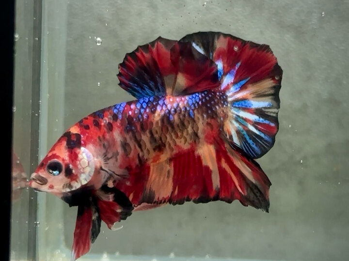 Nemo metallic with black line